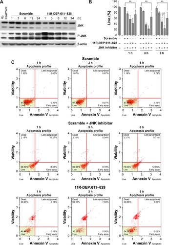 Figure 6 JNK inhibitor enhances apoptosis induced by the 11R-DEP:611–628 peptide in A549 cells. (A) Cells were treated with 11R-DEP:611–628 peptide for the indicated time, and p-JNK and total JNK levels were examined with Western blot. Data showed that the treatment led to increased p-JNK levels, indicating stronger JNK activity. (B, C) Cells were treated with the 11R-DEP:611–628 peptide in the presence or absence of JNK inhibitor (10 μM) for the indicated time, and apoptosis was examined with flow cytometry. The results showed that JNK inhibitor (SP600125) could induce apoptosis in A549 cells and enhance apoptosis induced by the 11R-DEP:611–628 peptide. Quantitative results of apoptotic A549 cells are shown in panel B, and the apoptosis profile of A549 cells is shown in panel C. **P<0.01.