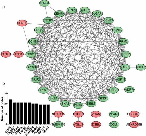 Figure 4. PPI network and module analysis. (a) PPI network of DEGs. The red ovals represent upregulated genes, and the green ovals represent downregulated genes. (b) Top 10 hub genes with the highest degree of connectivity