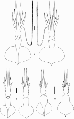 Figure 37 Magnoteuthis osheai. A, NMNZ M.287221, ♀, ML 163 mm; B, NMNZ M.172945, sex indet., ML 42 mm; C, NMNZ M.287233, sex indet., ML 26 mm. Scale bars = A, 20 mm; B, C, 10 mm.