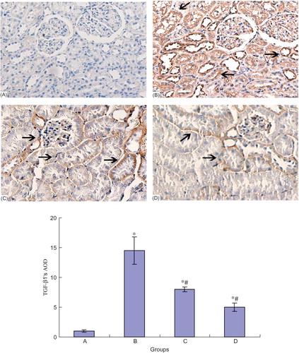 Figure 4. TGF-β1 protein expression of the rat kidney in different groups (×100). *p < 0.05 compared with normal group, #p < 0.05 compared with DN group. (A) Control group; (B) DN group; (C) DN + NCTD (0.05 mg/kg/day) group; (D) DN + NCTD (0.1 mg/kg/day) group.