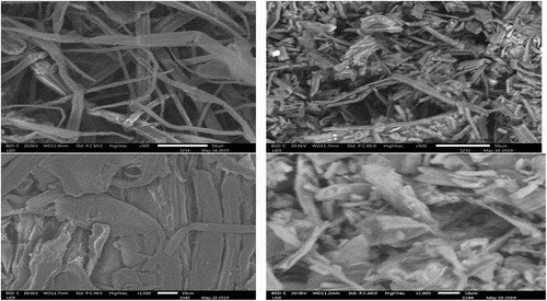 Figure 1. Scanning electron micrographs of cellulose (left) and MCC-SD (right) with magnifications of 500× (top) and 1000× (bottom) (SD = spray dried).