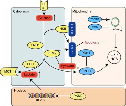 Figure 2 Metabolic reprogramming in GC.Notes: A model is proposed in which an increase in glycolysis promotes mitochondrial dysfunction. The latter leads to disturbances in the metabolism of lipids and amino acids, and these alterations correlate with changes in the metabolism of glucose.Abbreviations: ENO1, Enolase; GC, gastric cancer; GLUT, glucose transporter; HIF-1α, hypoxia-inducible factor 1α; HKII, hexokinase II; MCT, monocarboxylic acid transporter; LDH, lactate dehydrogenase; OXPHOS, oxidative phosphorylation; PDH, pyruvate dehydrogenase; PDK, pyruvate dehydrogenase kinase; PKM2, pyruvate kinase M2; TOP1MT, mitochondrial topoisomerase I; VDACs, voltage-dependent anion channels.