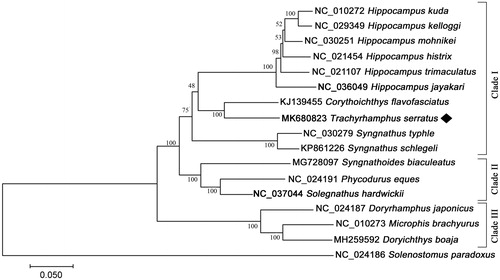 Figure 1. Maximum-likelihood (ML) phylogenetic tree of Trachyrhamphus serratus and other species in Syngnathidae using Sloenostomus paradoxus as outgroup. Number above each node refers to the bootstrap probability generated from 100 replicates. The GenBank accession number for the complete mitochondrial genome was given before the species name.