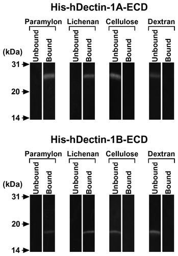 Fig. 2. Carbohydrate Binding Specificity of His-hDectin-1 Fusion Proteins.Note: The purified His6-tagged human dectin-1 fusion proteins (His-hDectin-1A-ECD and His-hDectin-1B-ECD) were incubated with the indicated insoluble gels. Following incubation, the insoluble gels were pelleted by centrifugation, washed three times, and eluted with Laemmli buffer with DTT. The bound and unbound proteins were analyzed by SDS-PAGE and immunoblotting as described in the legend to Fig. 1(B).