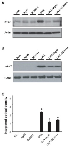 Figure 4 Effect of silver NPs on the protein expression of PI3K and Akt levels in lung tissues collected from ovalbumin-sensitized and ovalbumin-challenged mice. PI3K or Akt was measured 48 hours after the final challenge in saline-inhaled mice administered saline (SAL), saline-inhaled mice administered 40 mg/kg of silver NPs (Ag40) or SU5614 (SU5614), ovalbumin-inhaled mice administered saline (OVA), and ovalbumin-inhaled mice administered 40 mg/kg of silver NPs (OVA+Ag40) or SU5614 (OVA+SU5614). (A) Western blot analyses of PI3K from lung tissues. (B) Western blot analyses of phosphorylated-Akt protein levels from lung tissues. (C) phosphorylated-Akt levels were quantified using a Gel-Pro Analyzer and plotted as the integrated optical density, using Microsoft Excel. Densitometric analyses are presented as the relative ratio of each molecule to total Akt.Notes: Bars indicate the mean ± standard error of the mean and are representative of eight independent experiments using different preparations of total lung extracts.*P < 0.05 versus OVA; #P < 0.05 versus SAL.Abbreviations: NP, nanoparticle; p-AKT, phosphorylated-Akt; PI3K, phosphatidylinositol-3 kinase; T-AKT, total Akt.
