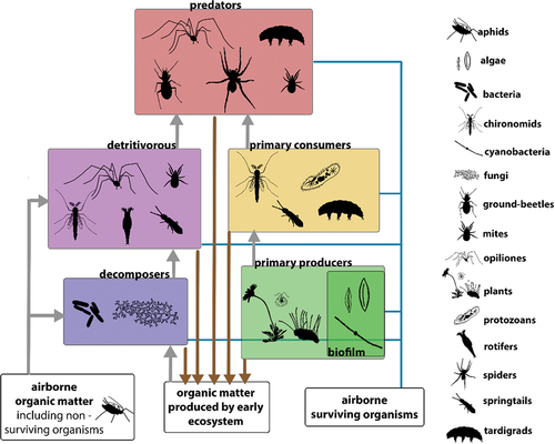 Figure 6. Typical pioneer organisms and a hypothesized early food web, less than ten years old, close to a melting glacier. Energy flow is shown by arrows. Intraguild predation among predators occur but is not shown in the diagram. In the figure, arthropods are represented by the following groups: carabid beetles, spiders, harvestmen, mites, aphids, chironomid midges, and springtails. Illustration by Barbara Valle.