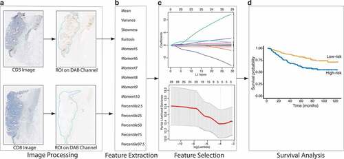 Figure 1. The pipeline for fully automated image processing and model development. (a) Fully automated image processing method to obtain the DAB channel with the region of interest. (b) Feature extraction, including 1st to 10th histogram and quantile distribution features. (c) The LASSO Cox method for feature selection. (d) Model development and survival analysis