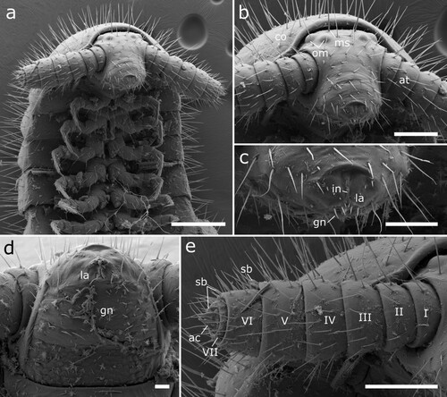 Figure 15. Head of Siphonethus obtusus sp. nov. (NZAC03038954) from New Zealand, male, SEM images. (a) Anterior body, ventral view. (b) Head, frontal view. (c) Detail of labrum. (d) Gnathochilarium, ventral view. (e) Antennae. Scale: a = 200 µm, b, c, e = 100 µm, d = 20 µm. Abbreviations: I-VII = antennomere 1-7, ac = apical cones, at = antennae; co = collum, gn = gnathochilarium, in = incision of labrum, la = labrum, ms = macrosetae, om = ommatidia, sb = sensilla basiconica.