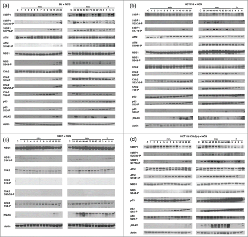 Figure 1. Determine the kinetics of phosphorylation of the DNA damage-associated proteins treated with NCS. BJ cells (A), HCT116 cells (B), GM09607 cells (C) and HCT116 Chk2(-) cells (D) were treated with NCS (1 μg/ml) for the indicated time (from 1 min to 6 hours). Cell lysates were collected and protein phosphorylation was studied using the antibodies indicated. Actin serves as a loading control.