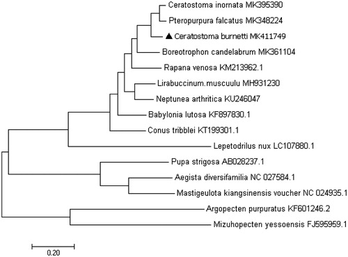 Figure 1. Consensus neighbour-joining tree based on the complete mitochondrial sequence of C. burnetti and other 14 mollusc. species. The phylogenetic tree was constructed using MEGA 7.0 and DNAMAN 6.0 software by the neighbour-joining method. The numbers at the tree nodes indicate the percentage of bootstrapping after 1000 replicates.