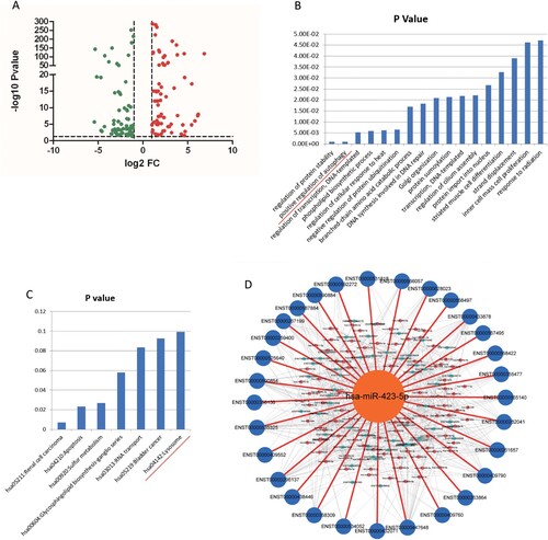 Figure 2. MiR-423-5p was predicted as a candidate in regulating autophagosome maturation. (A) The Volcano Plot of the differentially expressed miRNAs from TB patients and healthy controls (HCs). (B) Genes targeted by differentially expressed miRNAs were enriched in the Gene Ontology term of positive regulation of autophagy. (C) Genes targeted by differentially expressed miRNAs were enriched in the lysosome pathway. (D) All of the 30 autophagosome maturation-related genes were targeted by differentially expressed miRNAs.