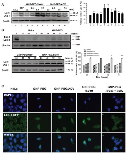 Figure 6 Autophagic cell death was induced by administration of GNP-PEG/SV40. (A) Immunoblotting for LC3-I and its cleaved form LC3-II using total cell lysates from HeLa cells treated with different concentrations (5.0 to 25 nM) of peptide-modified GNP ranged and (B) at a concentration of 7.5 nM for 24 hours to 96 hours. Quantitative results for LC3-II production were normalized to β-actin protein and compared with the HeLa cells for three independent experiments. (C) EGFP-fused LC3 accumulation observed in GNP-PEG/SV40-treated HeLa cells. HeLa cells were transiently transfected with plasmid encoding EGFP-LC3, incubated for 24 hours, and then treated with peptide-modified GNP for 48 hours. Cytoplasmic LC3 vacuoles (green spots) only occurred in GNP-PEG/SV40-treated cells, and 3-methyl adenine, an inhibitor of autophagy, prevented LC3-II formation.Notes: Data are presented as the mean ± standard error of the mean. **P < 0.01; ***P < 0.001.Abbreviations: ADV, adenovirus; DAPI, 4′,6-diamidino-2-phenylindole; EGFP, enhanced green fluorescent protein; GNP, gold nanoparticle; PEG, poly(ethylene glycol); SV40, simian virus 40 large T antigen; LC3, microtubule-associated protein 1 light chain 3.