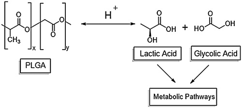 Figure 5. Hydrolysis of poly-d,l-lactide-co-glycolide nanoparticles. Adapted from the published works of Kumari et al. [Citation82].