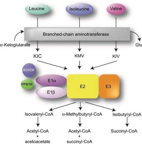 Figure 1 Overview of BCAA catabolic pathway. The BCAAs undergo transamination that is catalyzed by the branched-chain aminotransferase (BCAT) and requires α- ketoglutarate, leading to the production of the α-ketoacids KIC, KMV, and KIV. These intermediates then undergo oxidative decarboxylation, catalyzed by the BCKAD complex.