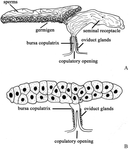 Figure 4. Schematic drawing of female genital system. A, ‘Halophiloscia’ pattern. B, ‘Tylos’ pattern.