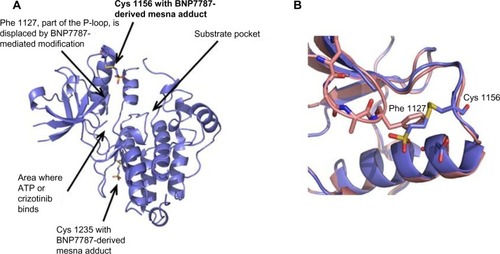 Figure 1 Ribbon diagrams of ALK with covalently bound BNP7787-derived mesna adducts (PDB IB code 4TT7).