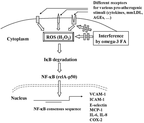 Figure 1. A scheme of the putative site of action of n‐3 PUFAs on endothelial activation, the most potent of which appears to be docosahexaenoic acid (DHA), thus potentially decreasing early atherogenesis. N‐3 PUFAs likely act immediately downstream to receptors for various atherogenic stimuli (e.g., minimally modified LDL (mmLDL), the advanced glycation endproducts (AGEs) or inflammatory cytokines), in part at the level of reactive oxygen species (ROS), the most relevant of which appears to be hydrogen peroxide (H2O2). ROS activate the nuclear factor‐κB (NF‐κB) system of transcription factors, likely through the activation of the degradation of the inhibitor I‐κB, allowing the free active NF‐κB heterodimers (rel A‐p50) to translocate into the nucleus, bind to specific consensus sequences in a number of NF‐κB‐responsive genes (including genes for vascular cell adhesion molecule‐1 (VCAM‐1), intercellular adhesion molecule‐1 (ICAM‐1), E‐selectin, monocyte chemoattractant protein‐1 (MCP‐1), interleukin(IL)‐6 and IL‐8, and cyclooxygenase‐2 (COX‐2)), driving their increased transcription. By inhibiting ROS generation, in part through the generation of active metabolites (including resolvins and protectins), n‐3 PUFAs would decrease atherogenesis.