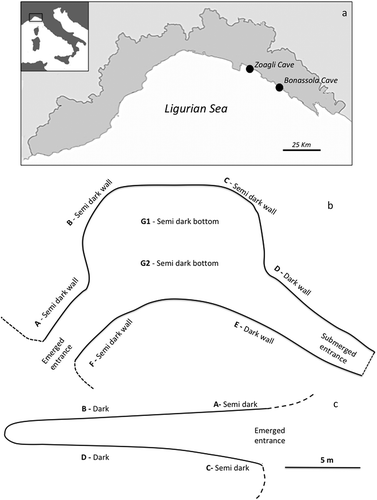 Figure 1. (a) Position of the two studied caves along the Ligurian coast. (b, c) Planimetry sketches of Bonassola (b) and Zoagli (c) caves.