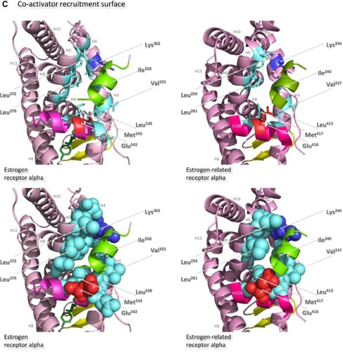 Figure 7 Structures of the ligand-binding domains of estrogen receptor alpha and estrogen-related receptor alpha in complex with their ligands.Notes: Ribbon representations of the three-dimensional crystal structures of the ligand-binding domains of estrogen receptor alpha in complex with estradiol (a); DES (b); 4-hydroxy-tamoxifen, a high-affinity metabolite of tamoxifen (c); and raloxifene (d), and of estrogen-related receptor alpha in complex with a PGC-1α peptide (e); compound 1a (f); and compound 29 (g) (A). Helices 1–11 of estrogen receptor alpha are colored pale pink and those of estrogen-related receptor alpha pink. The 12th helices are colored darker shades of pink and the short antiparallel beta sheets are colored yellow. The ligands, shown in stick view, and coactivator peptides, shown in a ribbon representation, are colored green if they increase activity of the receptor and red if they inhibit its activity. The helices are numbered and the four charged residues proposed initially to be critical for coregulator interaction are labeled. Ribbon representations of the ligand-binding pockets of estrogen receptor alpha in complex with estradiol and of estrogen-related receptor alpha in complex with a PGC-1α peptide are shown with estradiol shown in stick representation (B). The molecules are rotated to the right compared to the views shown in (A), with helix 11 to the front and helix 12 to the right of the structures. Much of helix 11 has been removed to allow better visualization of the occupancy of the ligand-binding pockets. The side chains of the four phenylalanine residues, Phe232, Phe286, Phe399, and Phe414, that are orientated towards the ligand-binding pocket of estrogen-related receptor alpha and are thought to contribute to stabilization of its active conformation, and the equivalent residues of estrogen receptor alpha, Ala350, Phe404, Leu426, and Leu442, are indicated and labeled, and their side chains are shown in stick representation (top) or in space-filling mode (bottom). Helices are numbered and colored as in (A). Ribbon representations of the coactivator recruitment surfaces of estrogen receptor alpha in complex with DES and a GRIP1 peptide, and of estrogen-related receptor alpha in complex with a PGC-1α peptide, are shown (C). The molecules are rotated slightly to the left compared to the views shown in (A) to allow better visualization of the hydrophobic cleft formed between helices 3, 4, 5, and 12. The helices are numbered and colored as in (A). The residues involved in the coactivator peptide interaction are shown in stick representation (top) and space-filling representation (bottom). Most have hydrophobic side chains and are colored light blue. The charged Lys and Glu residues that form charged capping interactions at either end of the coactivator peptide are colored blue and red, respectively. Conserved residues that were identified as being involved in interactions with the coactivator peptides in both structures and that are clearly visible in the figure are indicated. All images were created with PyMol Molecular Graphics Software (Schrödinger, Portland, OR, USA).Abbreviations: DES, diethylstilbestrol; PGC, peroxisome proliferator-activated receptor gamma coactivator.