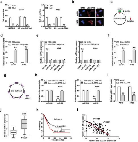 Figure 3. One circ-SLC7A6 sponges seven miR-21 in NSCLC cells. (a, b) qRT-PCR and FISH confirming the cytoplasmic location of circ-SLC7A6 in A549 and H460 cells. (c) The schematic diagram of designed biotin-labeled probe used for RNA pull-down assay. (d–f) RNA pull-down assay in A549 and H460 cells using biotin-labeled circ-SLC7A6 probe or miR-21 mimic probe, followed by qRT-PCR analysis. (g) The schematic diagram of one circ-SLC7A6 sponging seven miR-21. (h) Luciferase reporter assay in A549 and H460 cells co-transfected with miR-21 mimics and wild-type or mutant circ-SLC7A6 vector. (i, j) qRT-PCR analysis of miR-21 expression in circ-SLC7A6-overexpressing cells and in 110 paired NSCLC and normal tissues. (k) The survival curve of NSCLC patients with low or high miR-21 expression. (i) The correlation between circ-SLC7A6 and miR-21 expression in NSCLC tissues. **p < 0.01, ***p < 0.001.