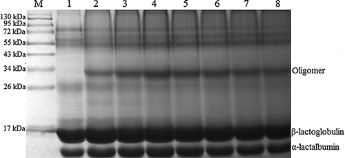 Figure 4 Effect of PPO activity on the cross linking of whey proteins in the presence of caffeic acid. The conditions of cross linking were as follows: caffeic acid 1 mM, pH 4, 40°C for 4 h, PPO activity 200–1400 U/ml. M: marker; Lane 1: control sample; Lane 2: 200 U/ml; Lane 3: 400 U/ml; Lane 4: 600 U/ml; Lane 5: 800 U/ml; Lane 6: 1000 U/ml; Lane 7: 1200 U/ml; Lane 8: 1400 U/ml.