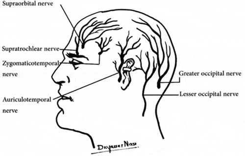 Figure 1. A drawing for the main branches responsible for the cutaneous sensory innervations of the forehead and scalp