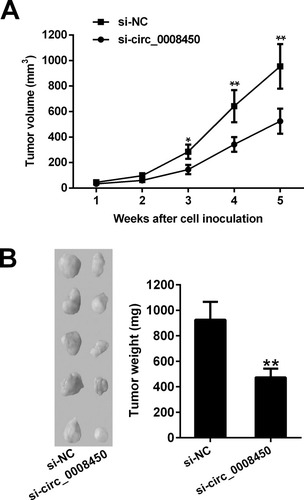 Figure 6 Hsa_circ_0008450 knockdown inhibits tumor growth in vivo. (A) The tumor volume was monitored every week for 5 weeks. (B) The images and tumor weight of xenografts tumor in nude mouse. *P < 0.05 and **P < 0.01.