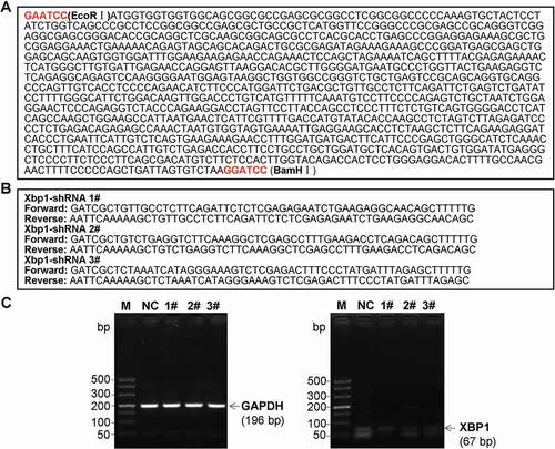 Figure 6. Oligonucleotide sequences for XBP1 mimic (a) and XBP1 RNAi (b), and identification for the silence efficacy of XBP1 RNAi (c)