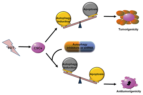 Figure 7. Model of antitumorigenicity ability of PDT combined with autophagy inhibition. Autophagy inhibition enhances CSC sensitivity to PDT and PDT-induced apoptosis, and dramatically reduces the tumorigenicity of CSCs under PDT treatment.