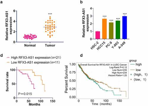 Figure 1. RFX3-AS1 was highly expressed in NSCLC. NSCLC tissues and paired adjacent normal tissues were harvested. Human normal lung epithelial cell line HSC-2 and NSCLC cell lines (HCC15, PC-9, Y-803, and A549) were routinely cultured, and sample patients were closely followed up.A: The RFX3-AS1 profile in NSCLC patients was examined by qRT-PCR. ***P < 0.001 (vs. Normal group); B: The profiles of RFX3-AS1 in HSC-2, HCC15, PC-9, Y-803 and A549 cell lines were compared by qRT-PCR. ***P < 0.001 (vs. HSC-2 group) N = 3. C: The overall survival of NSCLC patients with a high or low level of RFX3-AS1 was analyzed using a K-M plotter assay. D: Starbase database was applied to query the association between the RFX3-AS1 expression and the survival prognosis of NSCLC patients.