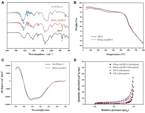 Figure 3 (A) The FT-IR spectra, (B) TGA curves, (C) CD spectra, and (D) nitrogen-adsorption-desorption isotherm curves of RNase A, ZIF-8 and RNase A@ZIF-8 nanoparticles.