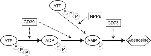 Figure 1 ATP-ADP-AMP-adenosine axis.