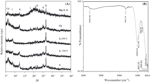 Figure 1 Mineralogical characterization of the clay fractions. (A) X-ray diffraction patterns of the oriented clay fraction from the forest soil sample. Mg, magnesium saturated; K, potassium saturated; E.G, treated with ethylene glycol; Ch, chlorite (14.02 Å); I, illite (9.97 Å and 4.41 Å); K, kaolinite (7.06 Å and 3.53 Å); Pl, plagioclase (4.04 Å): Q, quartz (3.33 Å). (B) FT-IR spectra of the clay fraction from the forest soil sample.