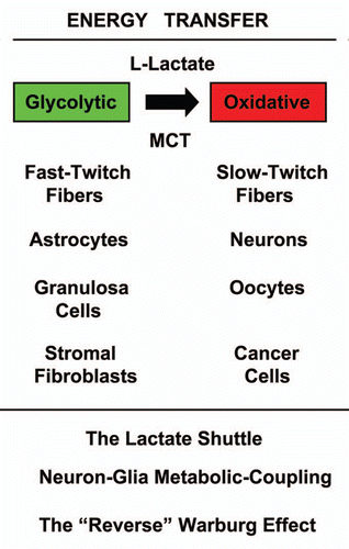 Figure 3 Energy transfer in normal metabolism and cancer: the lactate shuttle. The concept that glycolytic (green) and oxidative (red) cells can share L-lactate is shown. This is known as the “lactate shuttle,” and normally occurs in skeletal muscle, the brain and the female genital tract. In skeletal muscle, fast-twitch fibers are glycolytic and slow-twitch fibers are oxidative. In the brain, astrocytes take up glucose and secrete lactate that is then transferred to neurons. This is known as “Neuron-Glia Metabolic Coupling.” in the female genital tract, granulosa cells are glycolytic and produce L-lactate to “feed” the oocyte, which is oxidative and uses mitochondrial metabolism. Thus, this metabolic-coupling mechanism is widely used by the body, to maintain proper homeostasis or energy balance. Similarly, in human tumors, cancer-associated fibroblasts are glycolytic and cancer cells are oxidative. This is known as the “reverse Warburg effect.” Mono-carboxylate transporters (MCTs) function to shuttle the L-lactate from glycolytic cells (MCT4) to oxidative cells (MCT1/2).