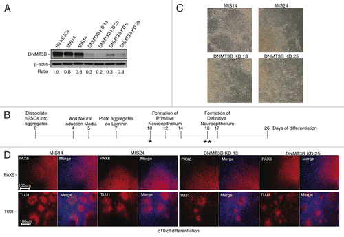 Figure 1. Early NE specification is not affected by DNMT3B knockdown. (A) protein gel blot analyses of DNMT3B to confirm DNMT3B knockdown efficiency in hESCs. β-actin was used as a loading control. For each lane, the DNMT3B/ β-actin ratio is shown, as determined by quantification of the bands. The relative amount of remaining DNMT3B in the KDs was determined relative to undifferentiated H9 hESCs. (B) Schematic of NE differentiation protocol. Morphogens can be added during differentiation as follows: * = Addition of exogenous morphogens, such as retinoic acid, at day 10 (d10) of differentiation is required for robust expression of neural patterning genes around d17. ** = Addition of exogenous morphogens to hESC-derived rosettes beginning at d16 is required for robust expression of NC patterning genes at d28. (C) Phase contrast images for NE at d10. (D) Immunocytochemistry for PAX6 and TUJ1 at d10. Cell nuclei were counterstained with DAPI.