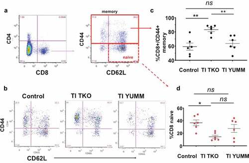 Figure 6. Transimmunization significantly improves memory T cell responses in the peritoneum. Ascites or peritoneal lavage were collected at the end of the study and analyzed by flow cytometry for CD4, CD8, CD44, and CD62 L. a. Dot plots showing gating strategy for analysis of different phenotypes of CD8 T cells; b. Representative dot plot images for each group showing sub-analysis for CD44 and CD62 L in CD8+ cells; c. Graphical representation of the percentage of CD8+/CD44+ memory T cells in each group. Data are presented as mean ± SEM; ** p < .01; ns, p > .05; d. Percentage of CD8 naive T cells in each group. Data are presented as mean ± SEM; * p = .0125; ns, p > .05. Statistical analysis is performed using Ordinary One-way ANOVA with Tukey post hoc analysis.