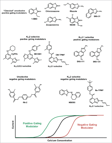 Figure 2. Top, chemical structures of positive and negative gating modulators. Bottom, schematic of effect of gating modulators on the channel Ca2+ concentration response curve.