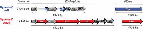 Figure 3. Adenovirus genome, E3, and fiber regions. Cartoon comparing the sizes of Ad6 and Ad26 genome regions and ORFs.