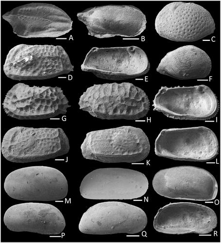 Fig. 6. Images of fossil Ostracoda. Hemicytherura sp. 2: A, (NMV P344579) FARV in external view; B, (NMV P344580) MALV in internal view. Neobuntonia foveata: C, (NMV P344566) ALV in external view; F, (NMV P344569) JRV in external view. Bradleya bassbasinensis: D, (NMV P344567) FALV in external view; E, (NMV P344568) MALV in internal view. Bradleya praemckenziei: G, (NMV P344582) FALV in external view; H, (NMV P344586) MARV in external view; I, (NMV P344584) FALV in internal view. Bradleya sp.: J, (NMV P344570) FALV in external view; K, (NMV P344571) JRV in external view; L, (NMV P344572) JLV in internal view. Krithe sp.: M, (NMV P344585) FALV in external view; N, (NMV P344586) MARV in external view; O, (NMV P344587) FARV in internal view. Parakrithella australis: P, (NMV P344588) MALV in external view; Q, (NMV P344589) FARV in external view; R, (NMV P344590) FALV in internal view. Scale bars = 100 µm in A–C, E, F, H–R; 50 µm in D, G.