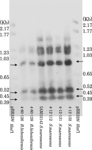 Figure 2  PstI and BamHI digested fragments (0.89, 0.45 and 0.37 Kb) of the amplified metalloprotease gene of isolated proteolytic Serratia marcescens, proteolytic Bacillus licheniformis and a reference strain of S. marcescens (indicated by arrows). The DIG labeled 1.68 Kb amplified fragment of S. marcescens (4-12-132) was used as a probe. The DIG labeled size standard VI (pBR 328 digested by HinfI) was used as a size standard.