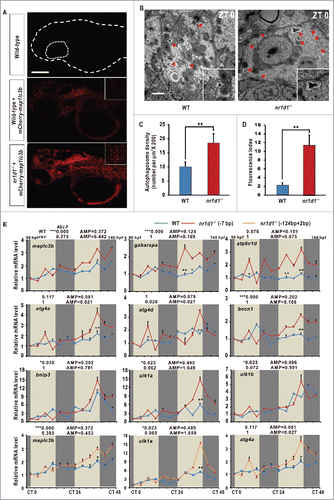 Figure 4. Disrupted autophagy activities and altered expression of autophagy genes in nr1d1 mutant zebrafish. (A) Zebrafish larval autolysosomes were estimated by expression of mCherry-Map1lc3b at 56 hpf. The scale bar in the lower left of the wild-type panel represents 100 microns. The right upper panels show high magnification highlighting a hindbrain region in both wild-type and nr1d1 mutant larva labeled with mCherry-Map1lc3b. (B) Transmission electron micrograph of wild-type and nr1d1 mutant liver sections at ZT 0. The scale bar in the lower left of the wild-type panel represents one micron. (C) Quantification of autolysosomes in (A), calculated manually. (D) Quantification of autophagosome abundance in (B) with software ImageJ. The figure represents one of the 3 independent sets of samples. Data represent mean ± s.d.(**, P≤0 .01). The Student t test was conducted, (**, P ≤ 0 .01). (E) RT-PCR analysis of autophagy genes in nr1d1 (−7bp or +124,-2bp) mutant zebrafish at different time points under DD condition. Zebrafish larvae were raised under light/dark (14 h/10 h) condition for the first 3 dpf, and then placed under constant darkness condition. Approximately 50 zebrafish larvae were pooled for each time point. The mRNA expression levels were analyzed by the JTK-CYCLE method. ADJ.P for adjusted minimal p-values (*, P ≤ 0 .05; ***, P ≤ 0 .001), AMP for amplitude. Two-way ANOVA with the Tukey post hoc test was conducted (*, P ≤ 0 .05; **, P ≤ 0 .01).