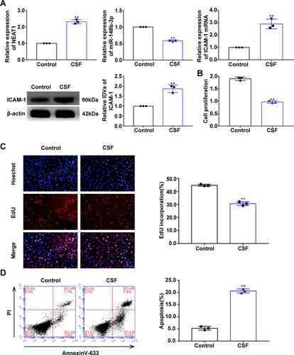 Figure 3 Effect of oxygen glucose deprivation (OGD) on HUVEC proliferation and apoptosis and relative expression levels of NEAT1, miR-148b-3p, and ICAM-1. (A) qRT-PCR and WB analyses were performed to detect the relative expression levels of NEAT1, miR-148b-3p and ICAM-1. Data represent the mean ± SD, **P < 0.01 vs Control group. (B) CCK-8 assays were performed to measure the effect of OGD on HUVEC proliferation (n = 3 per group). Data represent mean ± SD, **P < 0.01 vs Control group. (C) EdU assays were performed to measure the effect of OGD on HUVEC proliferation (n = 3 per group). Data represent mean ± SD, **P < 0.01 vs Control group. Scale bars represent 40 μm. (D) Flow cytometric analysis of annexinV-633 staining was used to detect the effect of OGD on HUVEC apoptosis (n = 3 per group). Data represent the mean ± SD, **P < 0.01 vs Control group. All data were analysed using Student’s t-test.