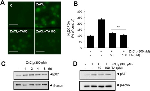 Figure 4 . Tannic acid suppresses ROS generation in primary cortical neurons. (A, B) Primary cortical neurons were treated with Zn2+ (300 μM) and TA (50 or 100 μM) for 15 min. Intracellular ROS levels were measured using H2DCFDA at 4 h, and fluorescence images of intracellular ROS were obtained using a live cell imaging microscope. Results are presented as the mean ± standard error of the mean (SEM) (n = 9) ** p < 0.01 vs. Zn2+-treated controls. (C) p67 protein level was examined by immunoblotting after treatment with Zn2+ (300 μM) for 1, 2, 4, and 8 h. (D) The effect of TA (50 and 100 μM) on p67 elevation was examined by immunoblotting after 2 h of Zn2+ (300 μM) treatment. β-actin was used as a loading control. Scale bar = 20 μm. ROS, reactive oxygen species; TA, tannic acid.