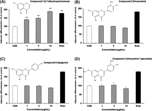 Fig. 3. Effects of compounds from DME on the differentiation of 3T3-L1 preadipocytes.Notes: Cells were treated with various concentrations of compound 1 (A), 2 (B), 3 (C), or 4 (D), and differentiation of adipocytes was measured using AdipoRedTM Assay Reagent. All values are represented as the means ± SEM (n = 3). *p < 0.05, **p < 0.01, compared to control. Rosi., rosiglitazone (0.1 μM).