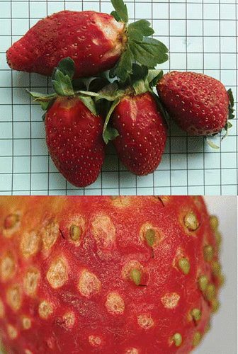 FIGURE 1 Rain damage types on fruit. Upper Image: Cracking (Ring-crack; bottom left. Star-crack; bottom center. Ring- and Star-crack; upper). Etch (On tip; bottom right. On body; bottom center). Lower Image: Desiccated seed (i.e., achene) (color figure available online).