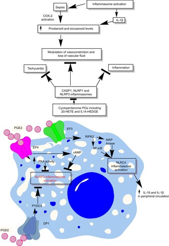 Figure 6 Schematic representation of the relationship between prostanoids, eicosanoids, sepsis, and inflammasomes.Notes: Overactivation of inflammasomes is seen in sepsis, which also exhibits overproduction of prostanoids and eicosanoids. These prostanoids and eicosanoids exert their impact on vascular tone and vascular contractility and induce vascular leakage. Additionally, at the immune cell level, a prostanoid called PGE2 causes induction of PKA via acting through EP4 receptors expressed on the macrophages, which directly inhibits NLRP3 inflammasome by binding to Ser295. Also, PGE2 activates RIPK2 via EP3, which activates MAP kinases and NF-κB causing activation of NLRC4 inflammasomes. The activation of NLRC4 inflammasome increases the systemic levels of IL-18 and IL-1β cytokines, while PGD2, via acting through DP1, induces the production of PYDC3 protein that directly inhibits NLRP3 inflammasome overactivation. See text for detail.Abbreviations: 5,14-HEDGE, N-[20-hydroxyeicosa-5(Z),14(Z)-dienoyl]glycine; 20-HETE, 20-hydroxyeicosatetraenoic acid; DP1, D-prostanoid receptor 1; PG, prostaglandin.