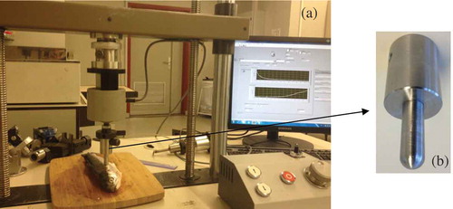 FIGURE 2 (a) Compression test using the universal testing machine and (b) stainless steel probe.