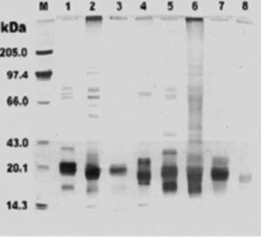 Figure 1 SDS-PAGE of Pusa Basmati 1 and Basmati 370 on 14% gel. (M: Marker; Lane 1: Albumin; Lane 2: Globulin; Lane 3: Prolamin; and Lane 4: Glutelin of Pusa Basmati 1; Lane 5: Albumin; Lane 6: Globulin; Lane 7: Prolamin; and Lane 8: Glutelin of Basmati 370).
