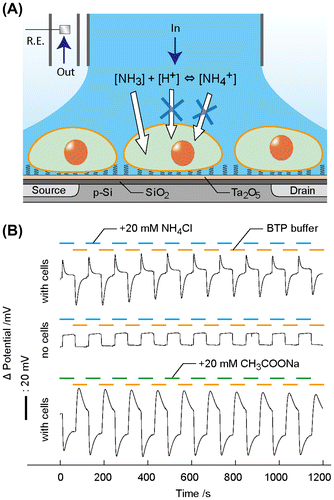 Figure 4. Stepped input of weak acid or base generated pH transients at the cells/ISFET interspace. (A) Jurkat T cells were cultured on the OEP SAM-modified ISFET. Continuous perfusion system allowed instant exchanges of isotonic buffers with or without NH4Cl surrounding the cells. The intervals of NH4Cl loading/unloading induced pH transient at the cells/ISFET interface. The Ag/AgCl pellet used as a reference electrode (R.E.). (B) Time course of the ISFET potential during alternate injections of isotonic buffers with or without 20 mmol l−1 NH4Cl for 60 s each.