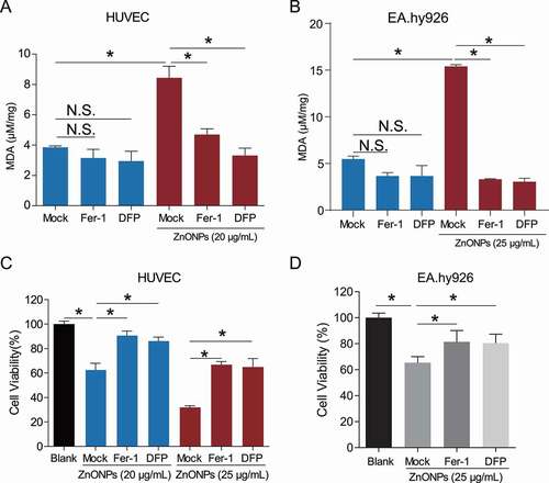 Figure 2. Ferroptosis inhibitors protected from ZnONPs induced vascular endothelial cell death. (A,B) MDA contents in (A) HUVECs or (B) EA.hy926 cells following ZnONPs (20 or 25 μg/mL) treatment with either Fer-1 (1 μM) or DFP (100 μM) for 24 h were measured. (C,D) MTS analysis of cell viability in (C) HUVECs or (D) EA.hy926 cells following ZnONPs (20 or 25 μg/mL) treatment with either Fer-1 (1 μM) or DFP (100 μM) for 24 h. The data are representative of three experiments, and the values are expressed as the mean± S.D. *P < 0.05 compared with the indicated groups, N.S., not significant